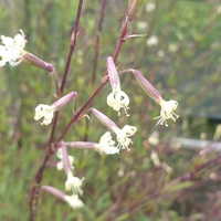 Silene tatarica
